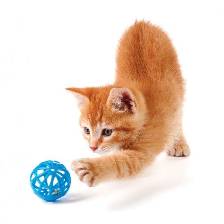 Мяч пластмассовый решетчатый - Master